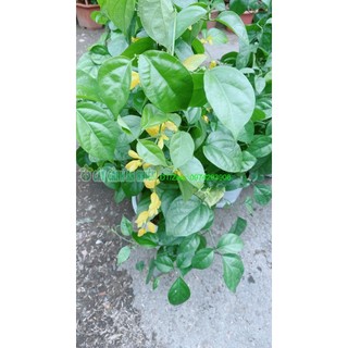 Cây Lan Hoàng Dương Sẵn Hoa Đẹp Như Hình