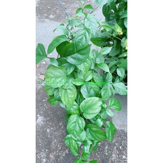 Cây Lan Hoàng Dương Sẵn Hoa Đẹp Như Hình