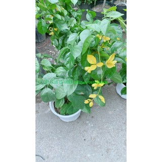 Cây Lan Hoàng Dương Sẵn Hoa Đẹp Như Hình