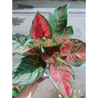 Chậu Cây Vạn Lộc