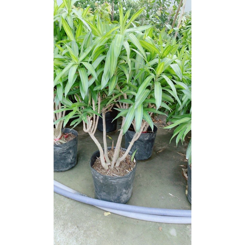 Trúc Bách Hợp