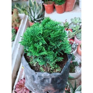 CHẬU CÂY TÙNG