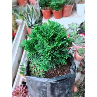 CHẬU CÂY TÙNG