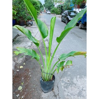 Cây Chuối Rẻ Quạt