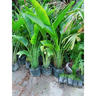 Cây Chuối Rẻ Quạt