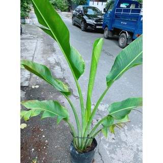Cây Chuối Rẻ Quạt