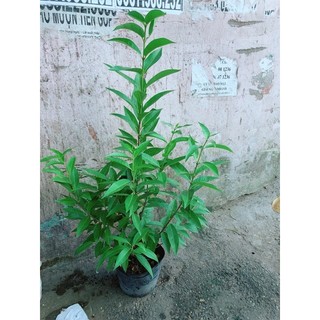 Cây Lá Vối