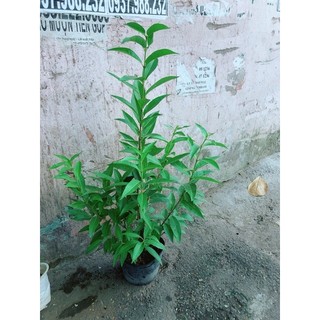 Cây Lá Vối