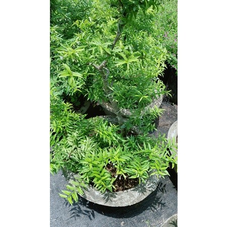 Mai Chiếu Thuỷ Bonsai Cao 70cm