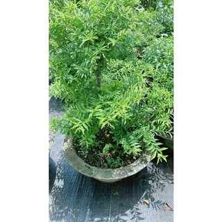 Mai Chiếu Thuỷ Bonsai Cao 70cm