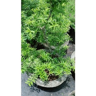 Mai Chiếu Thuỷ Bonsai Cao 70cm
