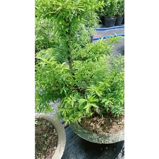 Mai Chiếu Thuỷ Bonsai Cao 70cm