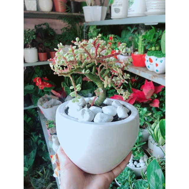 Chậu Cây Đô La Hồng Thân Cổ Thụ