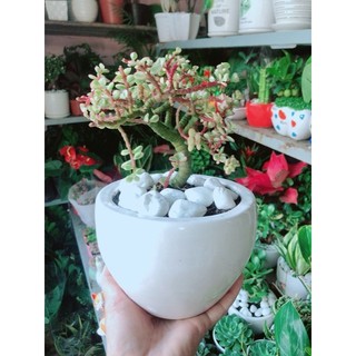 Chậu Cây Đô La Hồng Thân Cổ Thụ