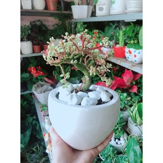 Chậu Cây Đô La Hồng Thân Cổ Thụ