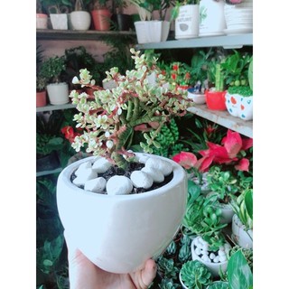 Chậu Cây Đô La Hồng Thân Cổ Thụ