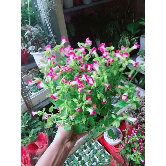 Chậu Hoa Ban Sê Hồng Nhạt
