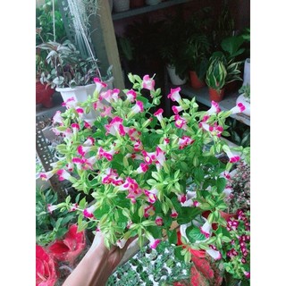 Chậu Hoa Ban Sê Hồng Nhạt