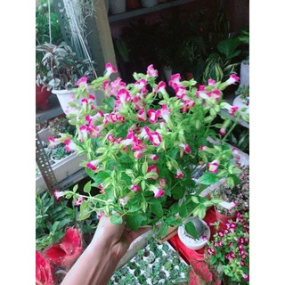 Chậu Hoa Ban Sê Hồng Nhạt
