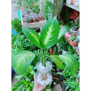 Chậu Vạn Niên Thanh Thuỷ Sinh