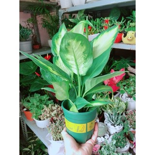 Chậu Vạn Niên Thanh Thuỷ Sinh