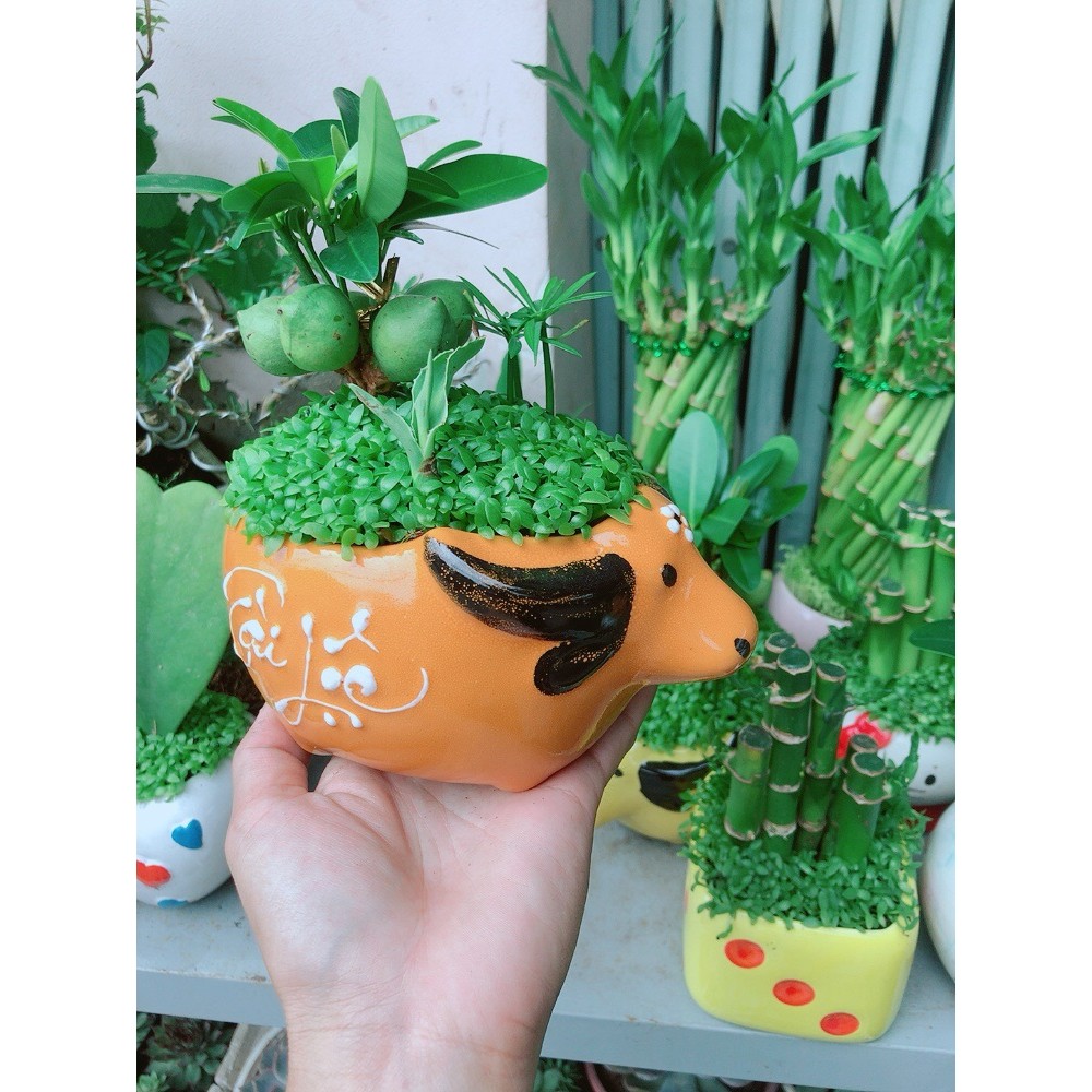 Chậu Cây May Mắn Tài Lộc