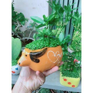 Chậu Cây May Mắn Tài Lộc