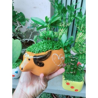 Chậu Cây May Mắn Tài Lộc