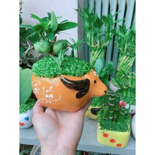 Chậu Cây May Mắn Tài Lộc