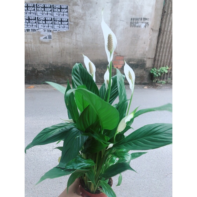 Lan Ý Nhiều Hoa