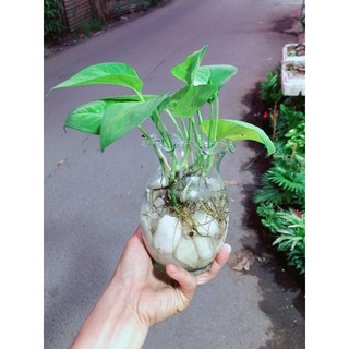 Chậu Trầu Bà Thuỷ Sinh