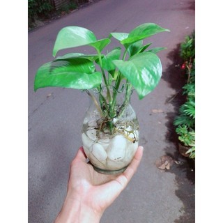 Chậu Trầu Bà Thuỷ Sinh