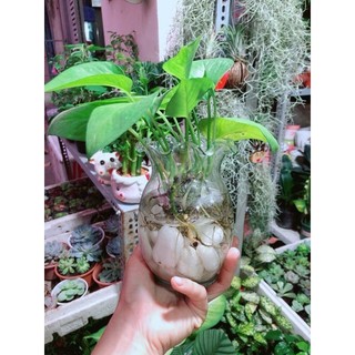 Chậu Trầu Bà Thuỷ Sinh