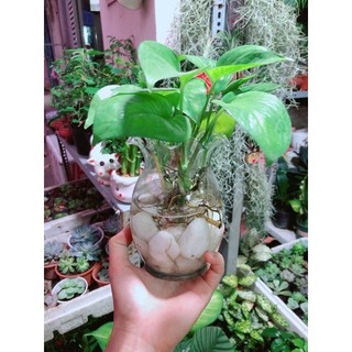 Chậu Trầu Bà Thuỷ Sinh