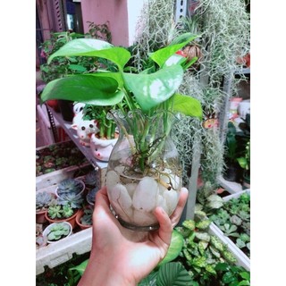 Chậu Trầu Bà Thuỷ Sinh