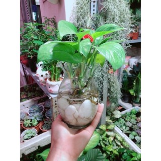 Chậu Trầu Bà Thuỷ Sinh
