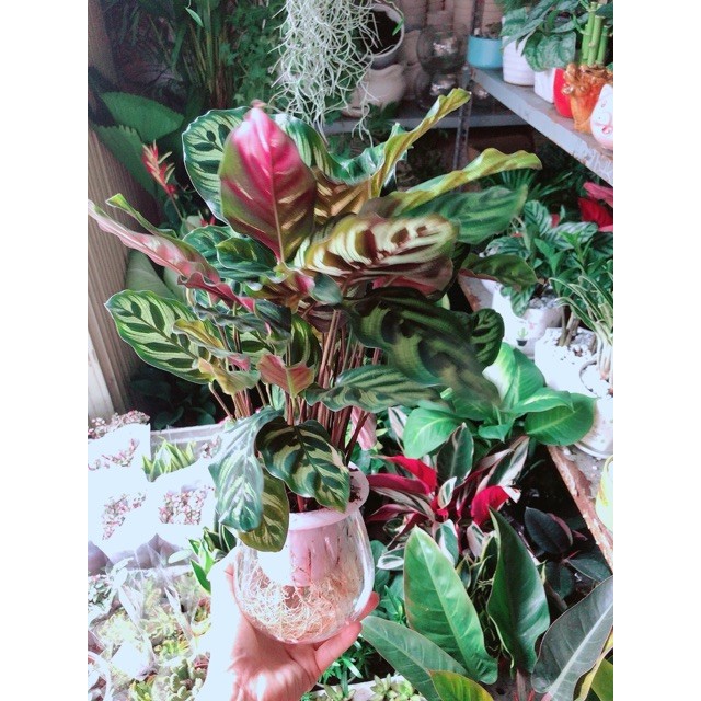 Chậu Đuôi Công Thuỷ Sinh