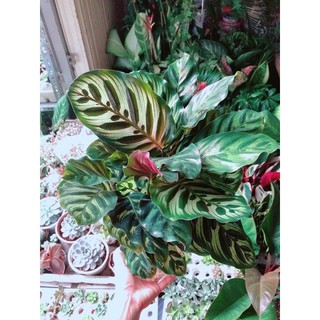 Chậu Đuôi Công Thuỷ Sinh