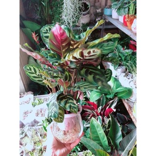 Chậu Đuôi Công Thuỷ Sinh