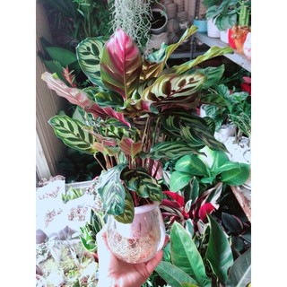 Chậu Đuôi Công Thuỷ Sinh