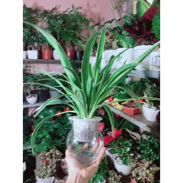 Chậu Cây Dây Nhện Thuỷ Sinh