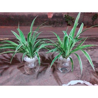 Chậu Cây Dây Nhện Thuỷ Sinh