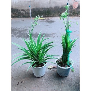 Chậu Cây Dây Nhện Thuỷ Sinh
