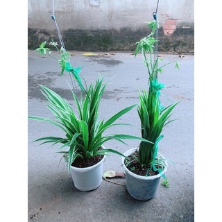 Chậu Cây Dây Nhện Thuỷ Sinh