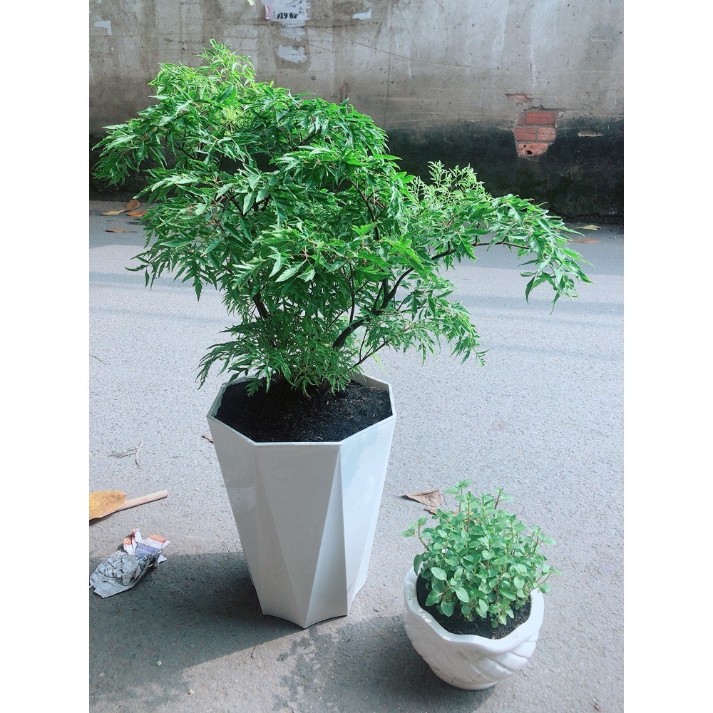 Chậu Cây Đinh Lăng