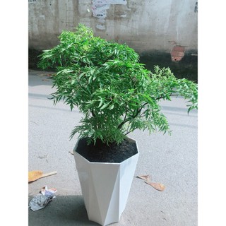 Chậu Cây Đinh Lăng