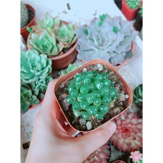 Chậu kim cương xanh lá