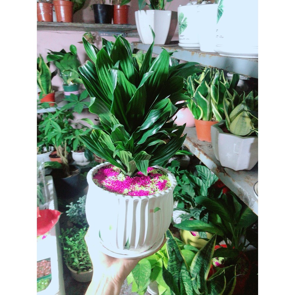 Chậu Cây Phát Tài Lá