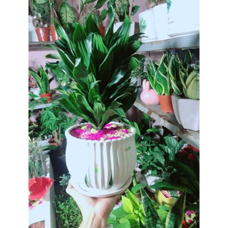 Chậu Cây Phát Tài Lá