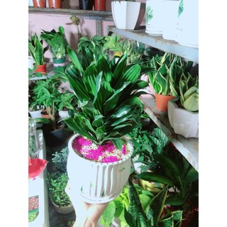 Chậu Cây Phát Tài Lá